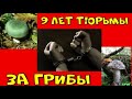 ЗА КАКИЕ ГРИБЫ ГРОЗИТ ШТРАФ 1 МЛН РУБ. ИЛИ ТЮРЬМА ДО 9 ЛЕТ