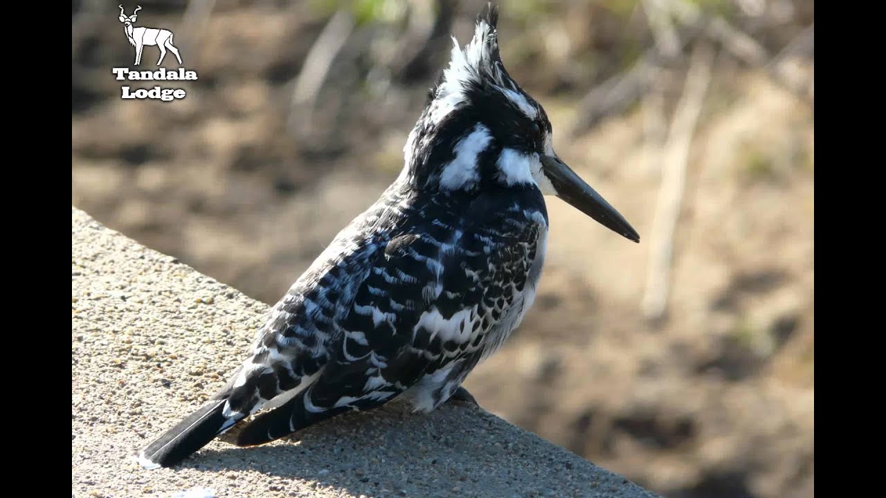 bird sounds of south africa