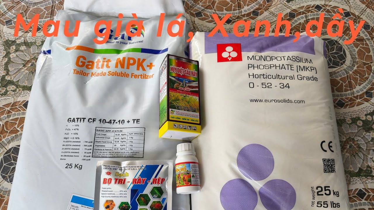 #199 Già lá đồng đều để đọt cơi 2 ra đồng loạt 