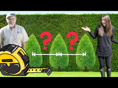 Video: Arborvitae Emerald Green - kuinka kasvattaa smaragdinvihreitä arborvitae-kasveja