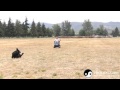 Dog Training in Medford Oregon: Jason Lake & Zito working on Dog Training in Medford Oregon: Jason Lake & Zito working on