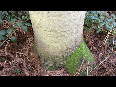 Elvaston Castle Wood - Huge Monkey Puzzle Tree