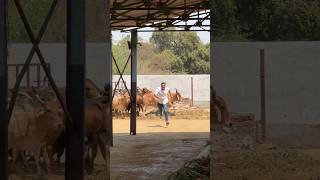 #shravanseva #cow #gaumata #trending #indiancow #youtubeshorts