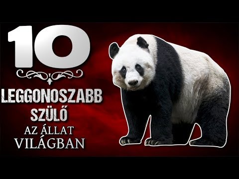 Videó: Szörnyek Az állatvilágban