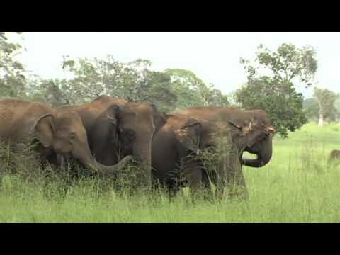 Video: Které Slony Jsou Početnější - Indické Nebo Africké