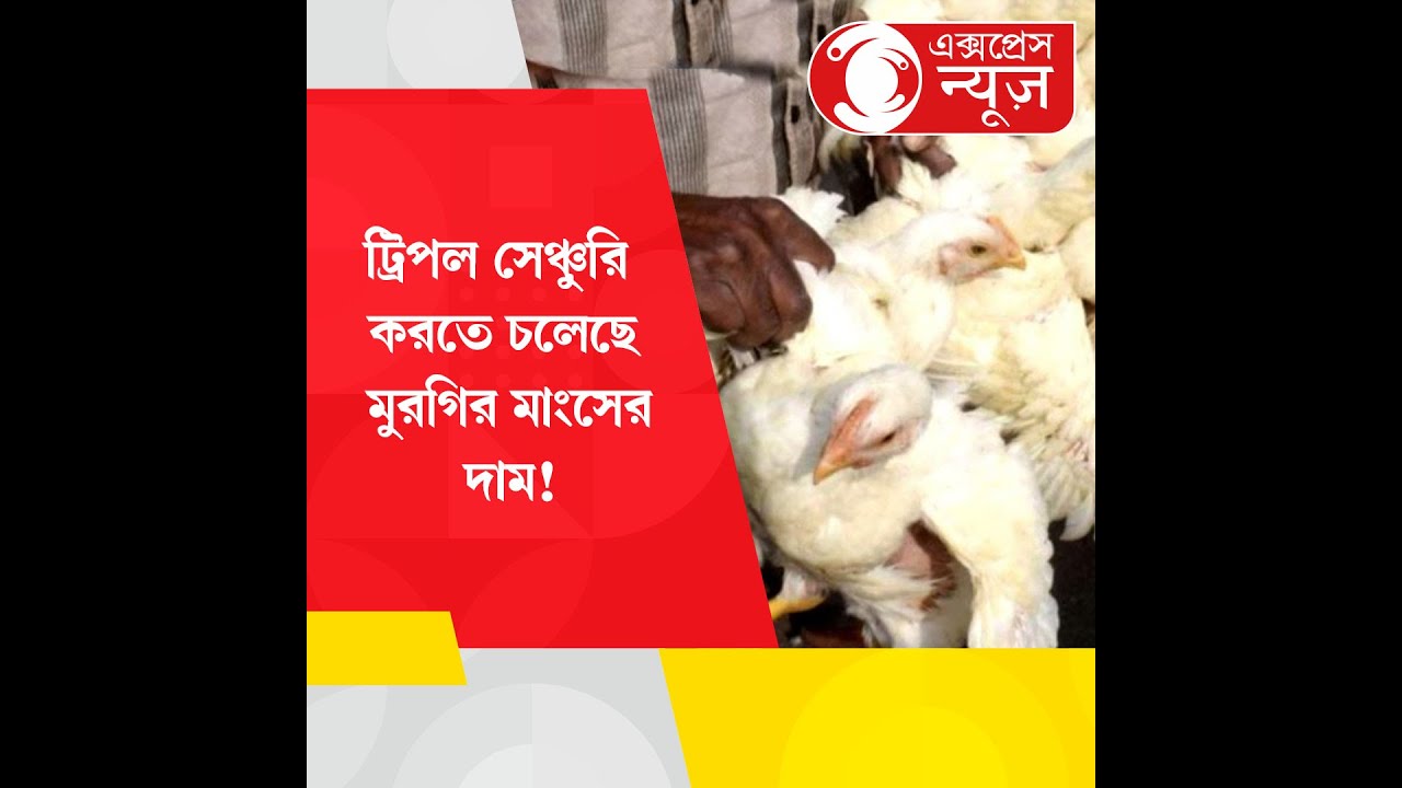 Chicken Price Hykeট্রিপল সেঞ্চুরি করতে চলেছে মুরগির মাংসের দাম! YouTube
