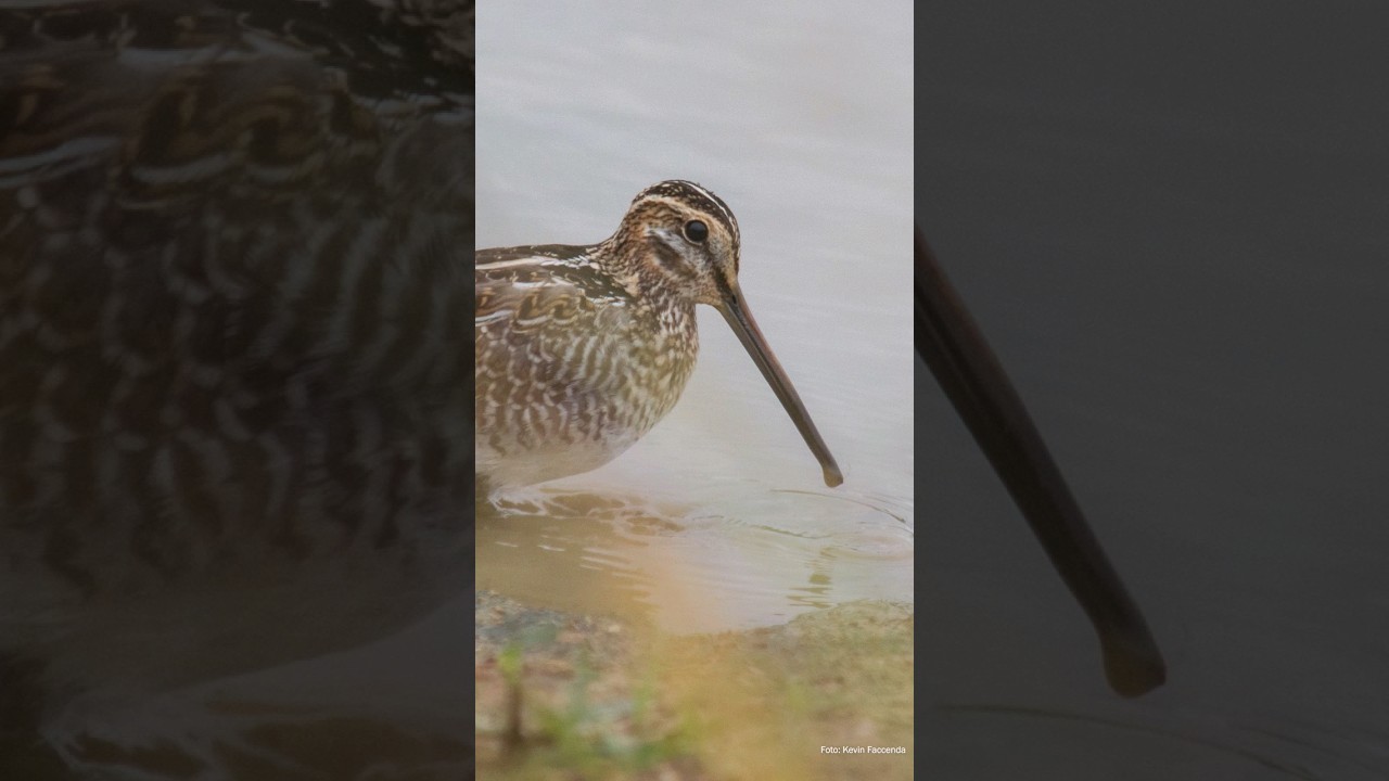 SOM "CABRITAR" da NARCEJA