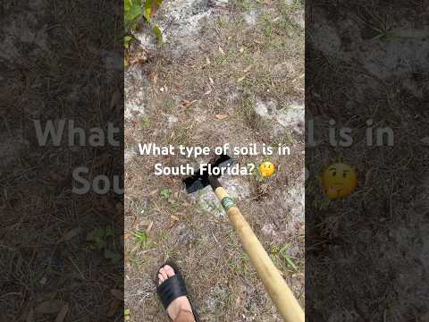 Florida soil is sand #florida #nature #tropical #paradise #sand