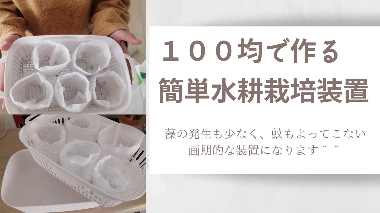 水耕栽培の根腐れ対策はコレをする Youtube 水耕栽培の根腐れ対策はコレをする Youtube