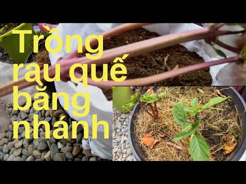 Video Công Dụng và Cách Trồng Rau Quế ở Mỹ - youtube