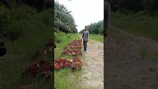 Kondisi buah sawit di lapangan lagi Puncak, 1 TPH ada 70 Janjang pemanen pun bersemangat