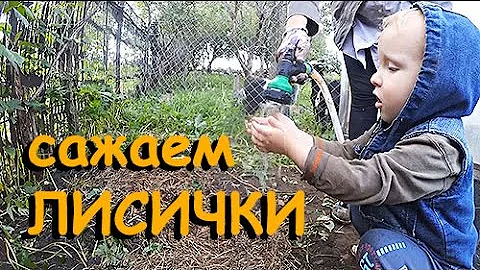 Сажаем ЛИСИЧКИ!