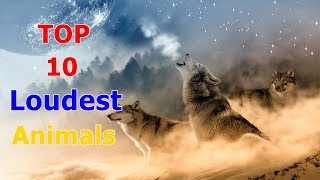 Top 10 Loudest Animals In The World