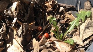 Clearing Garden Beds, Asparagus, Chives, Parsley & Horseradish