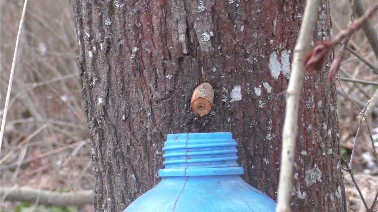 Сбор кленового сока. Добыча кленового сока. Березовый кленовый сок. Кленовый сок. Кленовый сироп сбор.