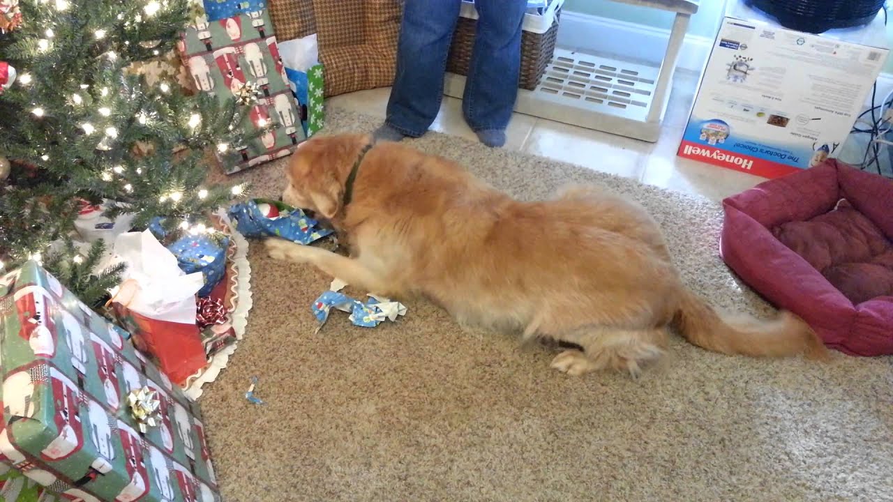 Puppies for christmas?! yes please! π still looking for the perfect Golden Retrievers opening Christmas Presents - YouTube