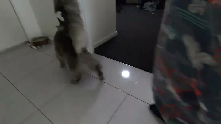 Video 862411: feeding maine coon, maine coon cat