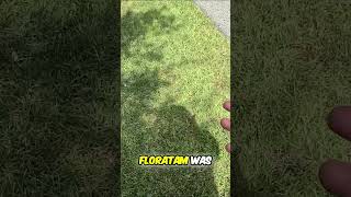 Hot Weather ALERT: Chinch Bugs DESTROYING Your Lawn?! Lawn! #shorts