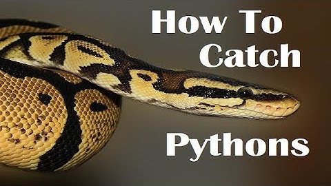 आखिर कैसे अजगर को पकडे? How To Catch A Python In Hindi