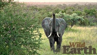 WildEarth - Sunset Safari - 2 April 2020 - Part 2