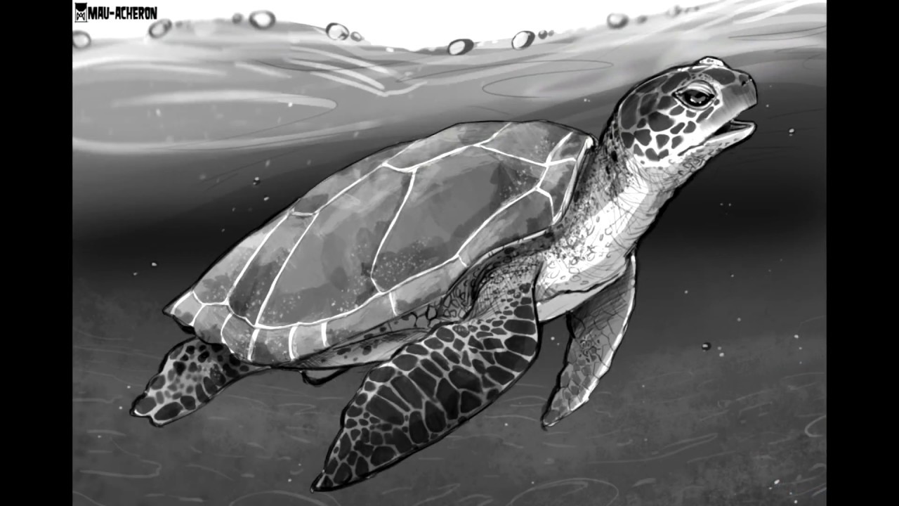 Tee Turtle Science Sea Turtle Science