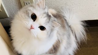 パパとママとではお出迎えとなでるのに差がありまくる愛猫ひどい…【スコティッシュフォールド】