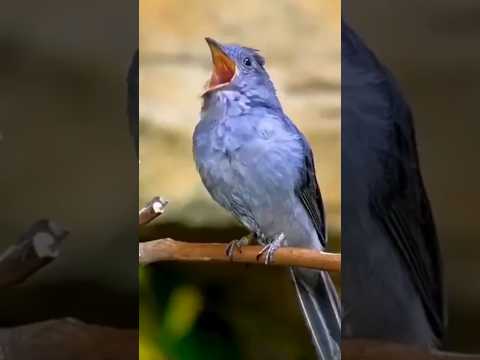 Mumma Ye Birds Funny