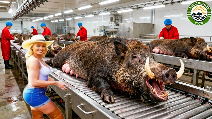 How Texas Farmers Trap & Process 1.7 Million Invasive Wild Boars - Inside Massive Boar Meat Industry