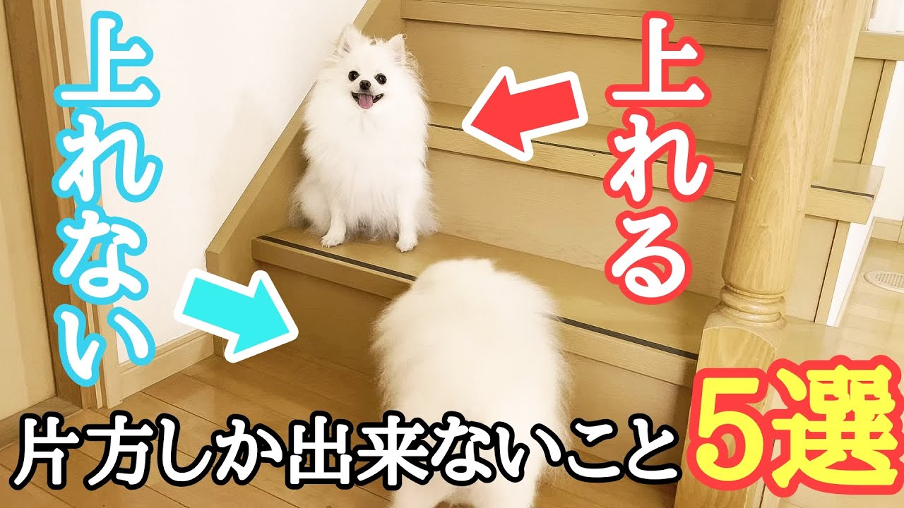 ポメラニアンの得意不得意 5選