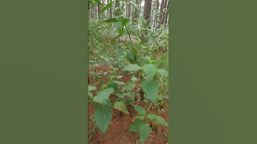 “Tác dụng bất ngờ của cây Cỏ Lào - Cây Cộng Sản đối với sức khỏe”