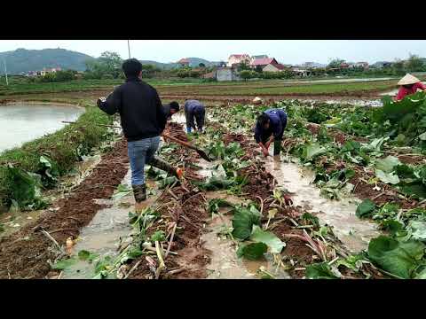 Video: Ngưu Bàng Châu á