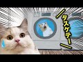 コインランドリーの洗濯機の中に猫が入ってしまった話【漫才】【コント】 【猫アニメ】