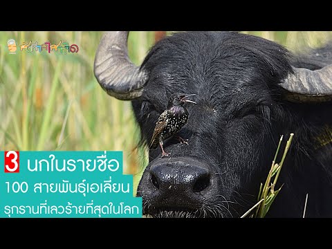 นก 3 ชนิด ที่อยู่ในรายชื่อ 100 สายพันธุ์เอเลี่ยนรุกรานที่เลวร้ายที่สุดในโลก