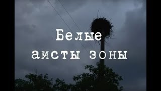 Чернобыльские джунгли. 20 лет без человека... Часть 6 [Белые аисты зоны] | Film Studio Aves