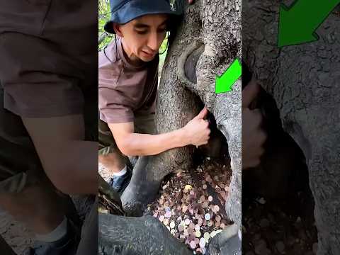 यह बिल्कुल असली पेड़ है जिसमें से पैसा निकलता है।