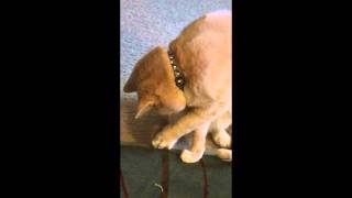 Funny Cats Video (The Cat and The Guitar String) screenshot 5