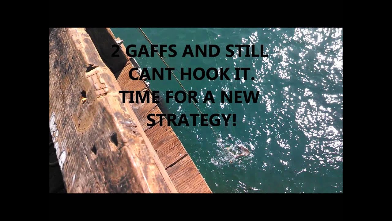 ventura pier fishing - angel shark