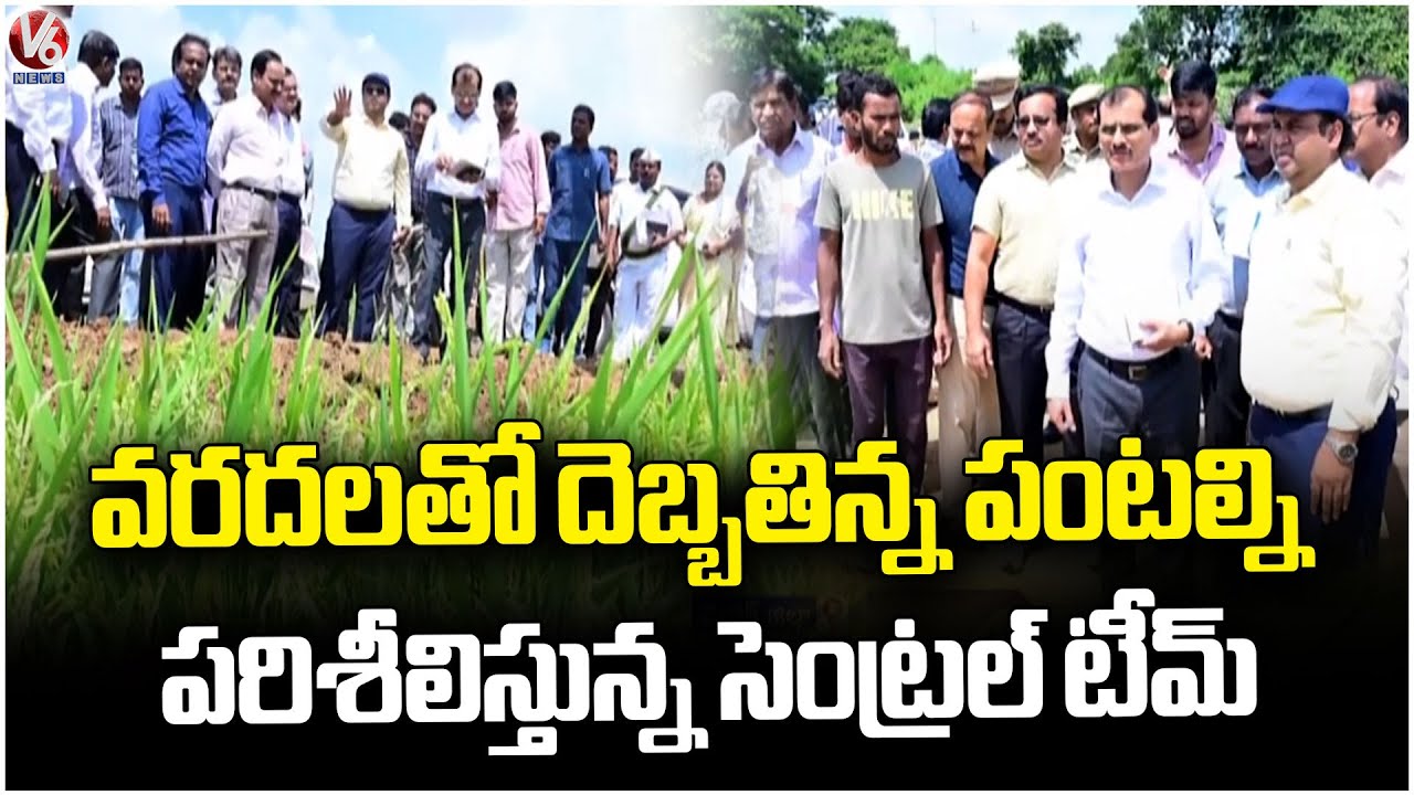 Central Team Inspects In Crops Damaged Due To Floods | Medak | V6 News ...
