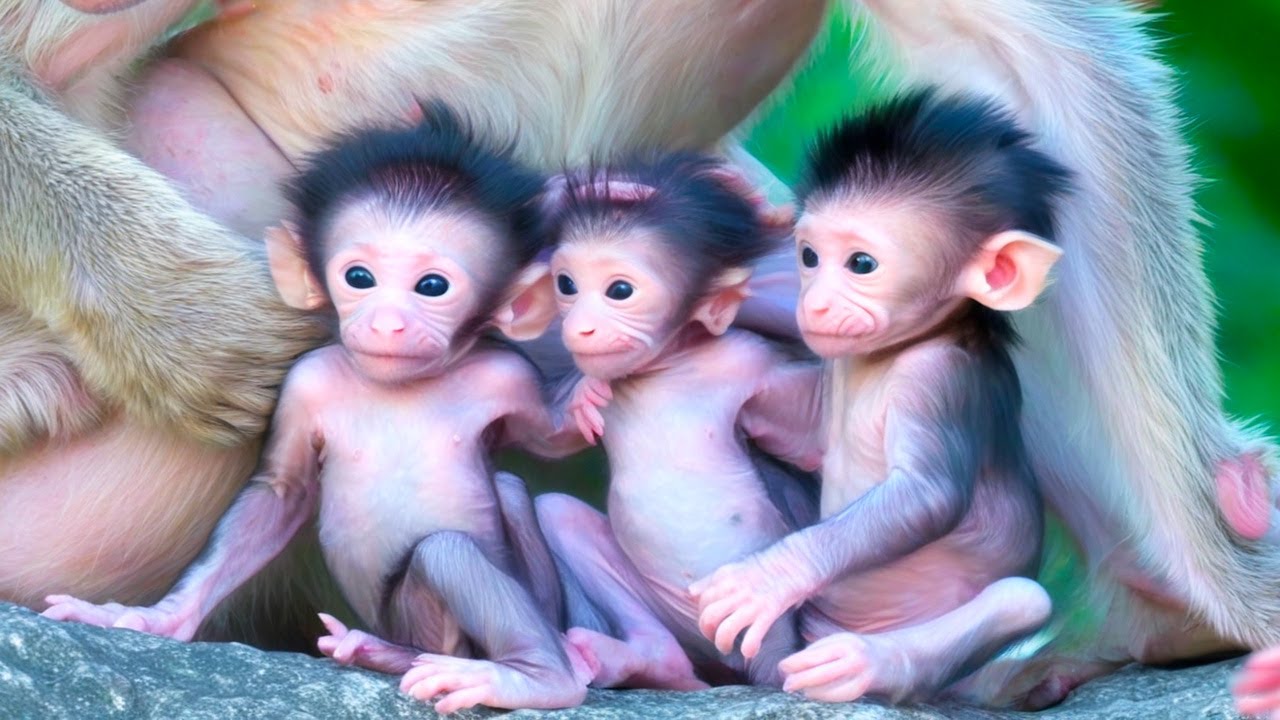 Grandma, Young Mom Have Newborn Babies in a Time, So Adorable all of Them, Monkey Life Time