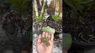 3 FORMA PARA USAR ALOE VERA NAS ORQUÍDEAS #shorts #orquideas #orquídeas #orquidea #orchid