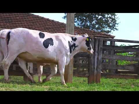 LOTE 41 FACEIRA / FEMININA