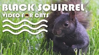 Squirrel Video For Cats To Watch - Black Squirrel And Butterflies.