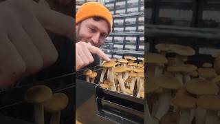 Growing Mushrooms in a Boomr Bin | Monotub Cultivation