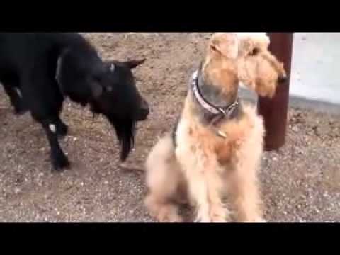 Видео: Порода куче Estrela планинско куче хипоалергенна, здраве и продължителност на живота