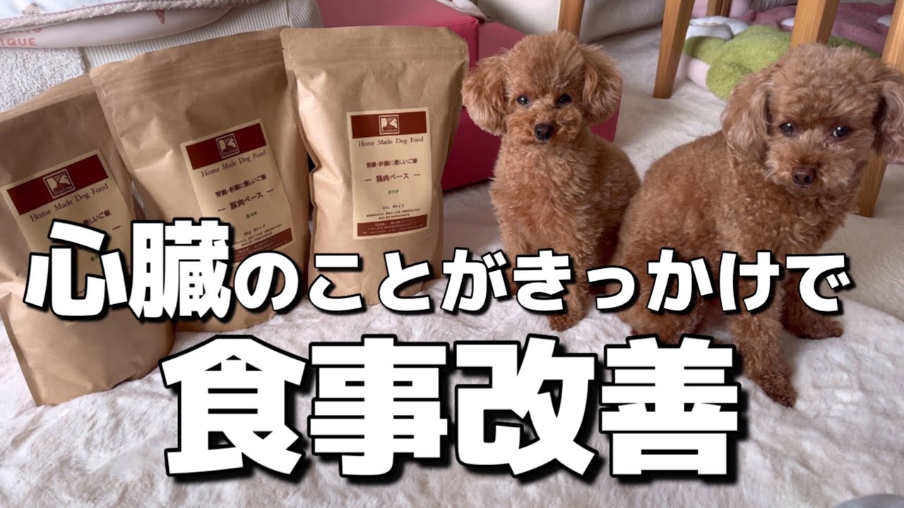犬のご飯心臓、腎臓、肝臓に優しいご飯を買いにそらとくうとRunfree行って来た
