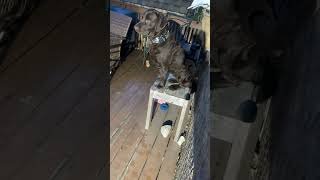 Riley dog sits on table  #shorts #funny