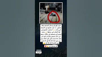 هرب لهم ثور ودخل للمسجد وهم يصلون هرب لجميع من المسجد إلى واحد استغرب لجميع 