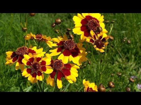 Vídeo: Care Of Coreopsis - Com créixer i cuidar les plantes de Coreopsis