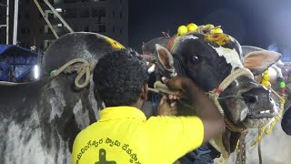 2020-Yenamalakuduru Ongole Bull Race -Category- 5th Place- Mandava. Chetan Garu, Movva–4547.03 feet