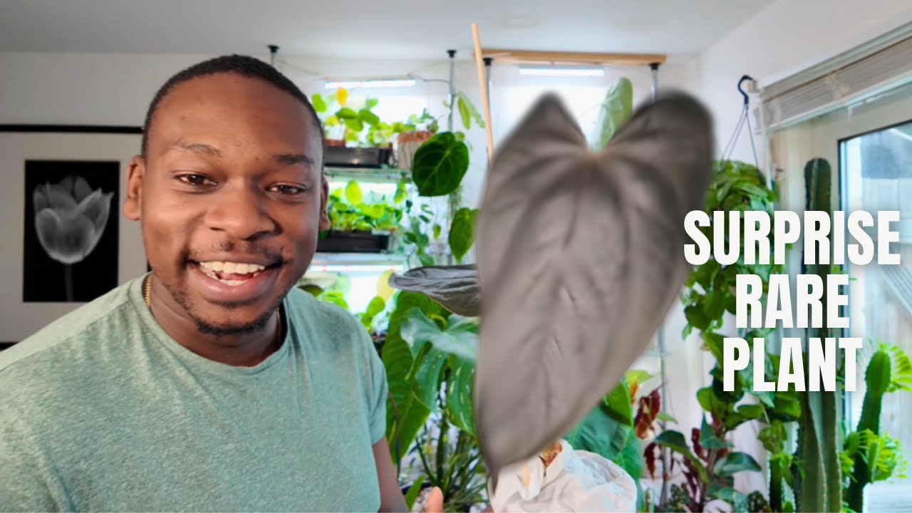 New Plant Shop Alert! 🪴 Rare Plants + A Surprise Gift
